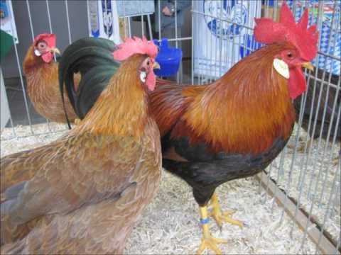 Zwerg-Welsumer rost-rebhuhnfarbig Nr. 71, Deutsche Zwerghuhnschau 2012 Ulm