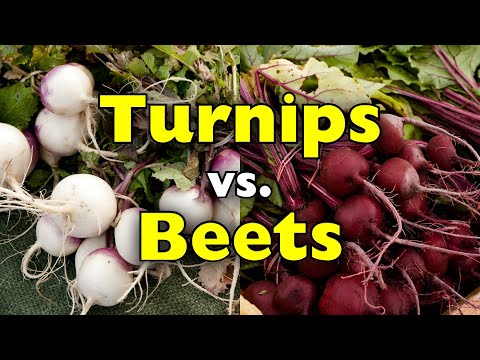Turnips vs. Beets: They Look Similar, But They’re Nothing Alike  [ID0607]