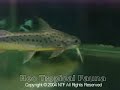 Platynematichthys notatus Platynematichthys notatus