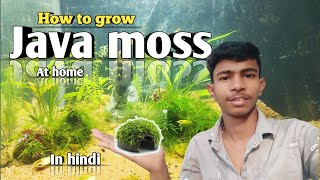How to grow  java moss at home in Hindi # java moss#hindi #aquarium moss#@sdaqua2381