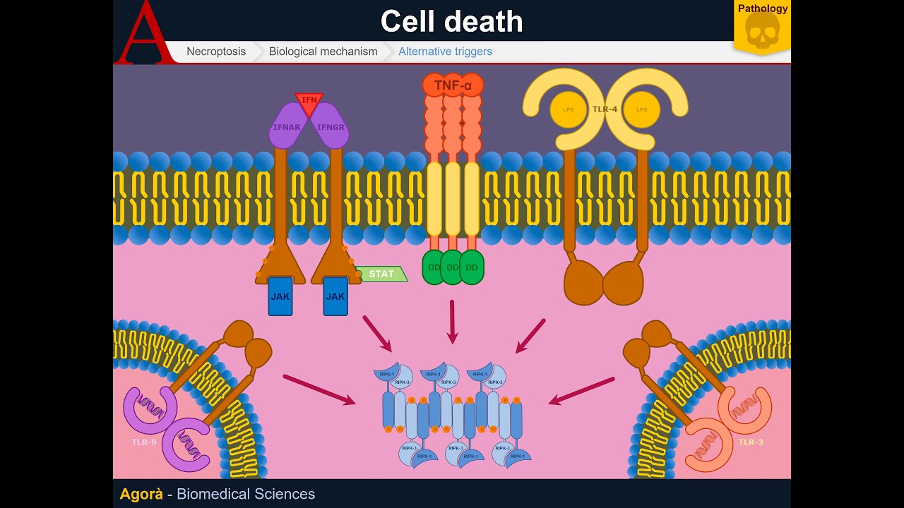 Cellular Pathology - Necroptosis
