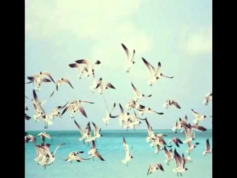 WYSPA  PTAKÓW-śpiew  Andrzej  Pawlewicz