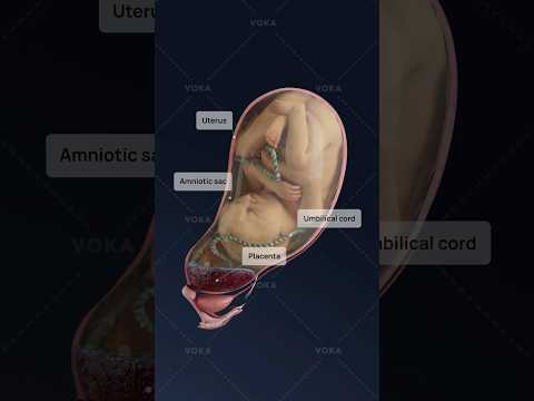 What is central placenta previa and how does it impact pregnancy? Obstetrics explained in 3D