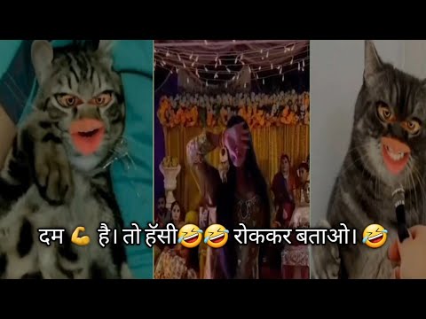 दम 💪 है। तो हॅसी🤣🤣 रोककर बताओ।  🤣🤣  Gali Dene Wali Billi 🤣😂😃#ytvideo #funnyvideos @dhruvshorthillyt
