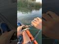 I Would Trust ANYTHING Before THIS Fishing Shorts