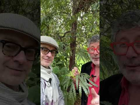 #shorts How should you water the Catalina Ironwood tree when you first plant it?