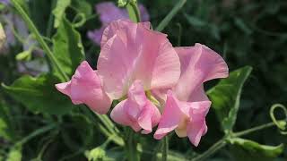 Sweet Pea 'Lynn Fiona'
