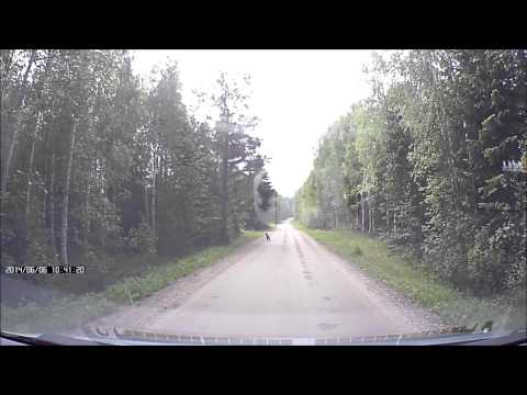 Björnhona med tre ungar  Söderomsjön Edsbyn Hälsingland