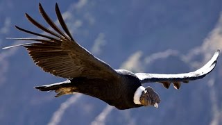 Sash! Feat. Rodriguez - Ecuador (Original Extended Versión)