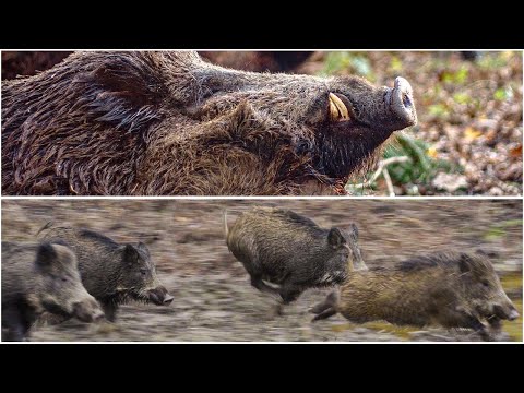 CARBON FEVER | best wild boar driven hunt | Drückjagd