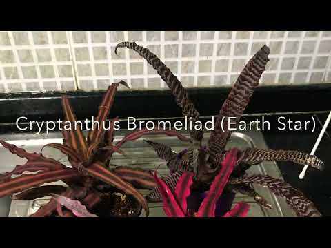 Cryptanthus Bromeliad (Earth Star)