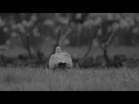 Andrea Maggino & Dumming Dum Feat. Combass - No Question_PREVIEW_