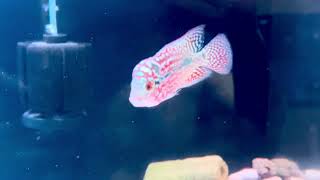 Redkamfa f2 1 ngón 800k cho anh em nhanh gon Sđt Zalo 0938882816