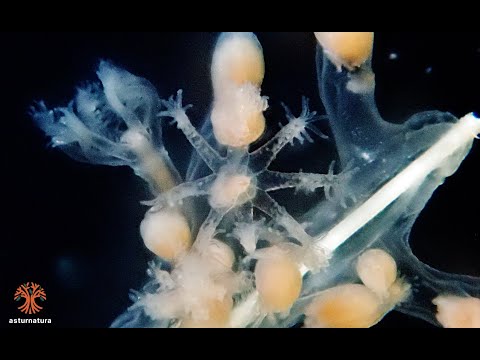 Vídeo de Virgularia mirabilis