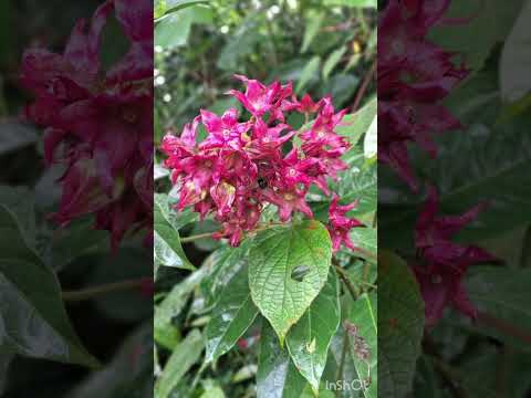 Love for flowers 💐 💕