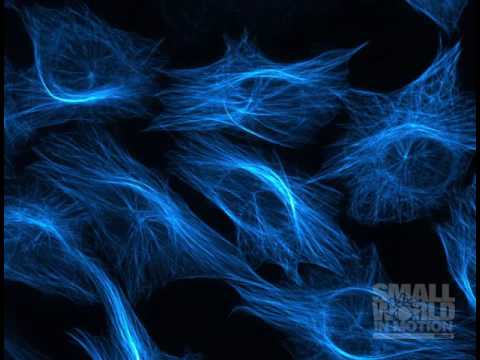 HaCaT Cells Expressing a Fluorescent Microtubule Marker | 2016 Nikon Small World