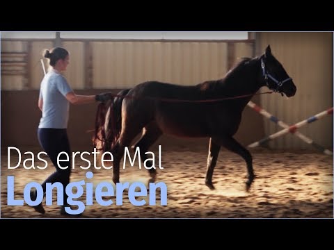 NICO lernt das LONGIEREN [Ausbildungstagebuch #4]