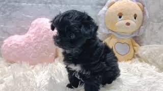 ハーフ犬の動画01