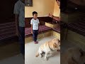Max Removed Shambhu S Teeth Labrador Dog Pets Shorts