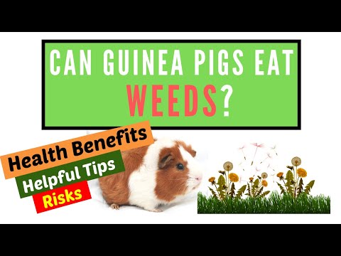 YouTube video about: Can guinea pigs eat weeds?