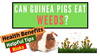 Can Guinea Pigs Eat Weeds? | WHAT YOU NEED TO KNOW