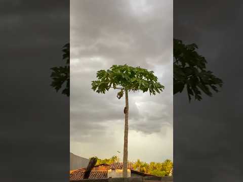 🇧🇷 SENTIDO MESSIAS TARGINO, RIO GRADE DO NORTE 27/12/2025 #nordeste #nature #love #sunset #natureza