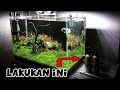 Cara Merawat Ikan Hias Di Aquarim