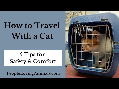 How to Travel With a Cat - 5 Tips to Keep Your Cat Safe and Comfortable