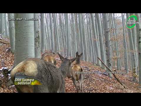 Maratonul ciutelor în Parcul Național Semenic Cheile Carașului