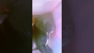 Boerboel Puppies Videos