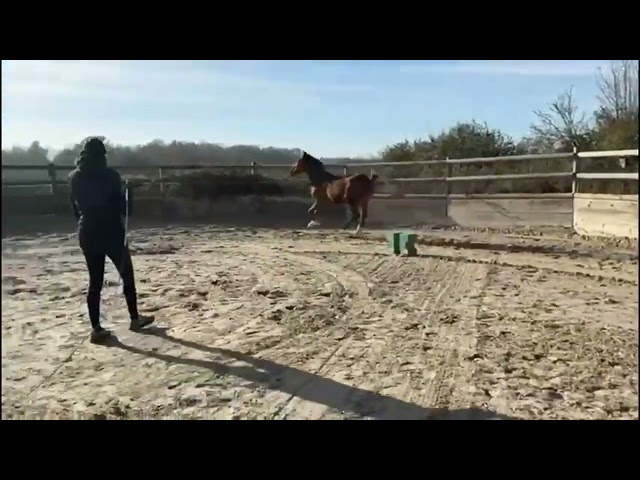 Touchouss del tondou mâle 2 ans 