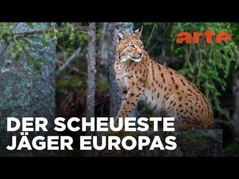 Luchs | Reupload | ARTE Fernweh
