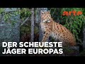 Luchs Reupload ARTE Fernweh
