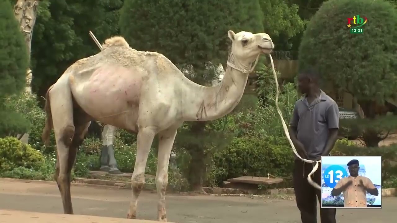 La Communauté Internationale des Soufis (CIS) et le Cheick MOUAZ en visite chez le Mogho Naaba