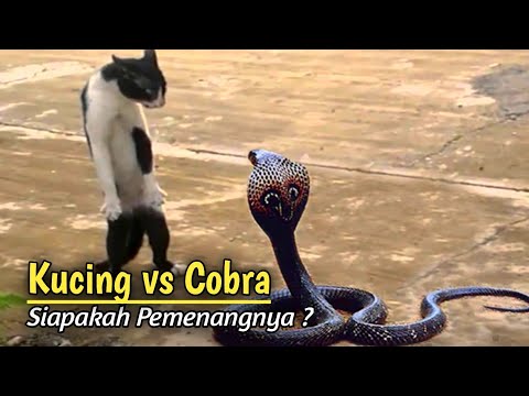 Goosebumps!!! Fierce Cat Versus Snake Battle