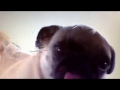 Pug Licking A Screen