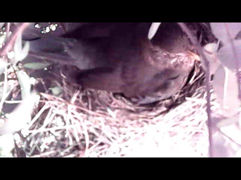 Blackbird Nesting 2021
