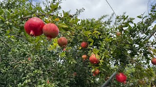 Garden tour | #backyardgarden | Harvest fruits pomegranate, guava, Pomelo 在兩中欣賞我的果園