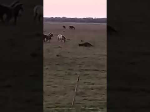 oso hormiguero en basail chaco
