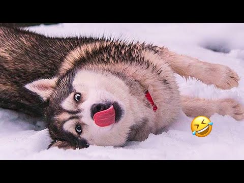 Ce chien husky fait une véritable crise de nerfs - vous n'allez pas vous arrêter de rire !