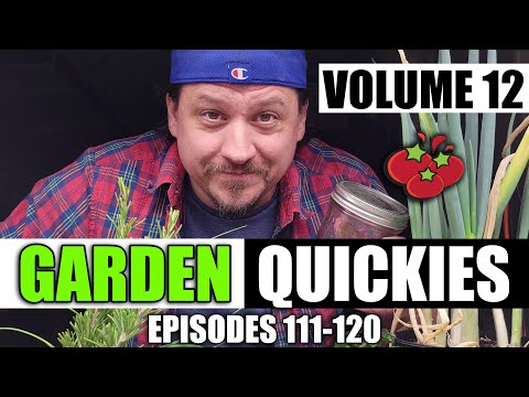 How To Grow Rosemary From Cuttings Two Ways BOTH Easy