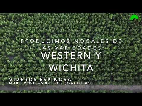 Nogales de Viveros Espinosa en la Cantera