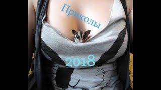 Видео приколы-Про животных 2018