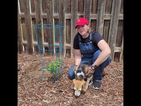 Using tomato cages for new plants