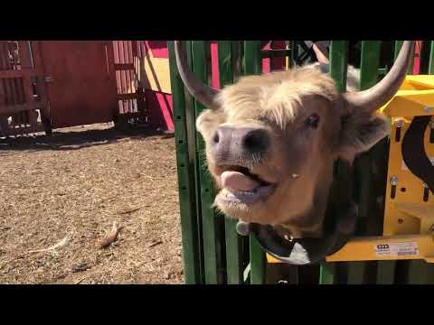 Taking a semen sample from a very unhappy Scottish Highland bull.