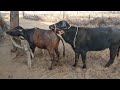 Matting And Crossing Of Sindhi Kundhi Buffalo Beauty Of Sindh Crochet RP Animals