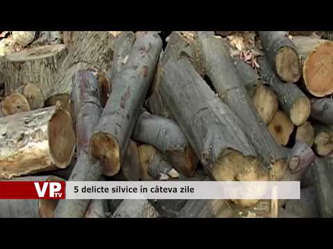 5 delicte silvice în câteva zile
