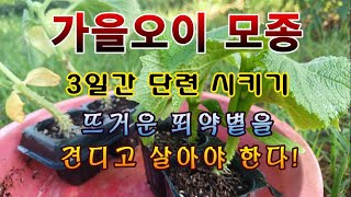 [텃밭농부 1,628]  가을오이 모종을 미리 구입하여 최소 3일간 단련을 시켜서 심자. #오이재배