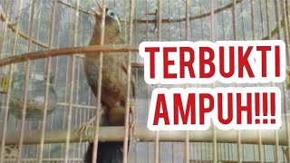 Download lagu Wambi/Hwamei gacor FIGHTER || Durasi Panjang || Full Isian (@mzmchannelkicaumania0405) mp3