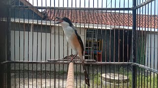 Download lagu Pancingan cendet ISIAN lovebird, CENDET gacor isian LOVEBIRD mp3